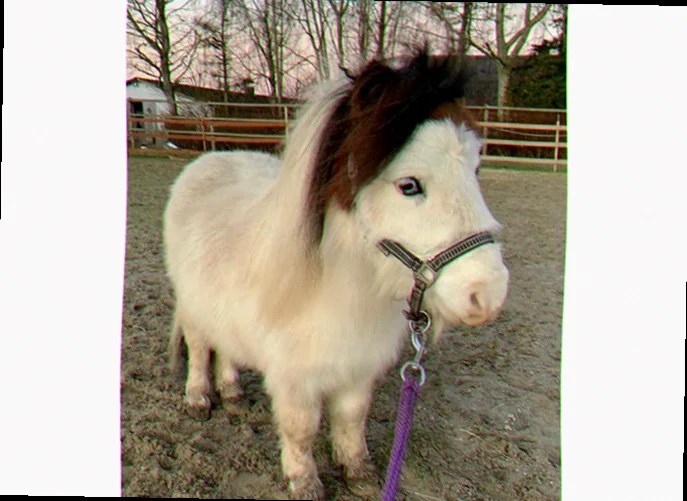 Shetlænderpony med lys manke