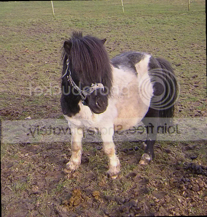 Shetlænderpony i fold med græs