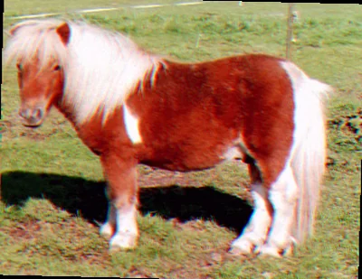Shetlænderpony med mørk pels