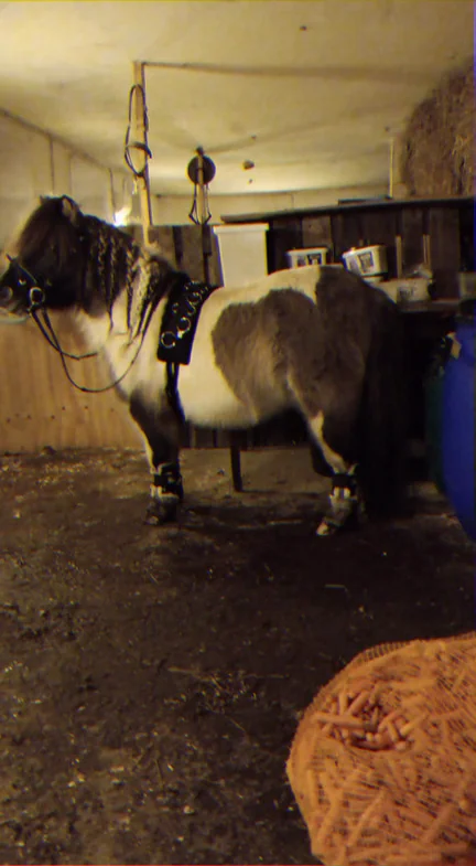 Shetlænderpony med hvid manke