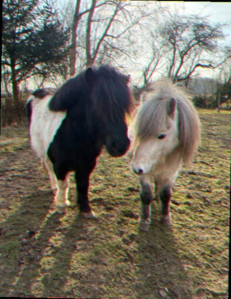 Shetlænderpony i skygge