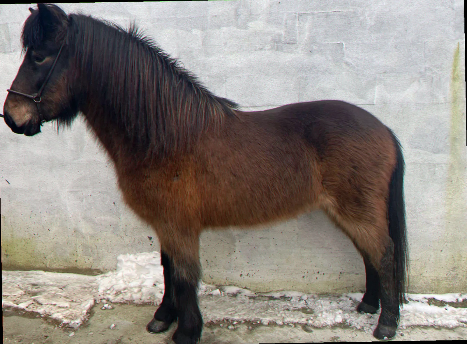 Shetlænderpony med lys pels